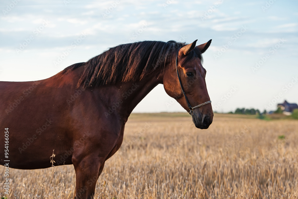 portrait of beautiful bay sportive horse posing at ripe rye meadow at sunny evening. portrait of beautiful bay sportive horse posing at ripe rye meadow at sunny evening.