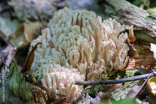 coral mushroom