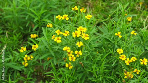 Bild auf Leinwand yellow flower of Tagetes lucida, also known as sweetscented marigold, Mexican mint marigold, Mexican tarragon, sweet mace, or Texas tarragon