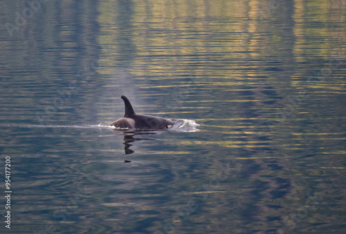 Swimming Orca, Frederick Sound photo