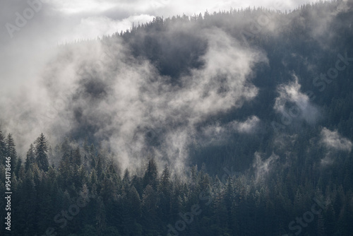 Misty Rainforest, Windfall Harbor, Admiralty Island