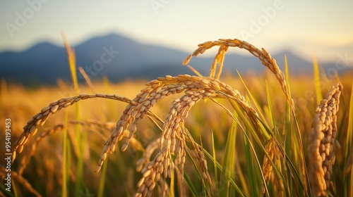 Rice ears swaying gently in the breeze with mountains in the distance, representing the harmony between agriculture and nature