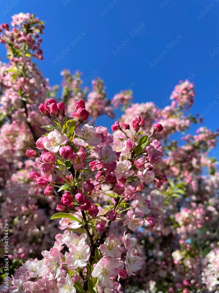 Cherry blossom flower Cherry blossom flower
