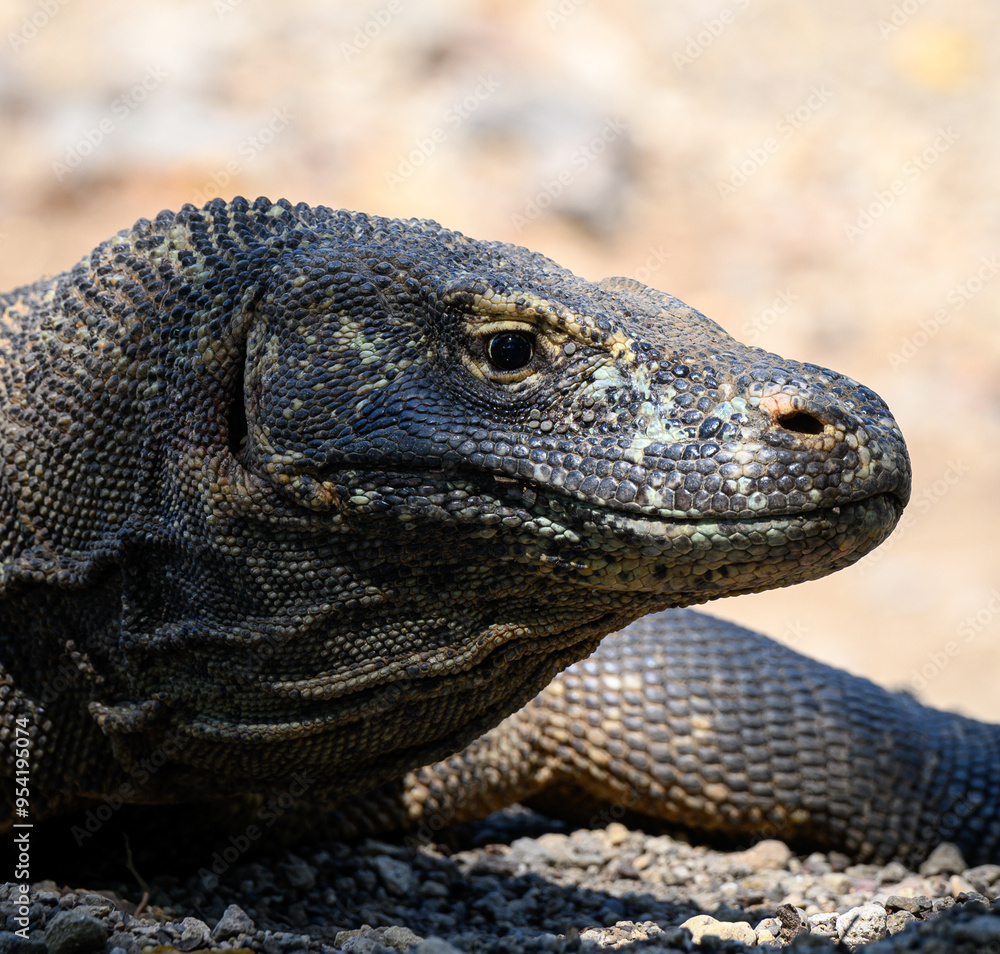 Obraz premium The Komodo Dragon King of the Lizards