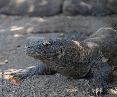 The Komodo Dragon King of the Lizards 