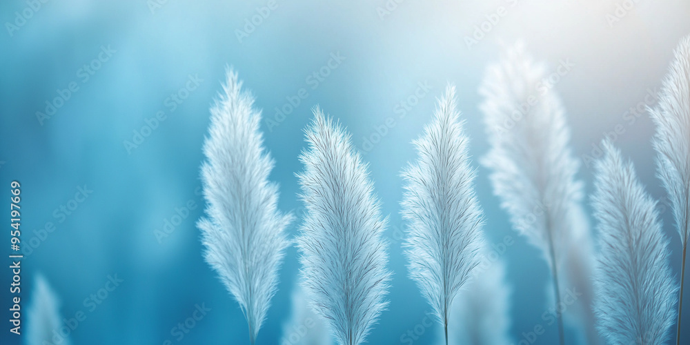 The pampas have a gentle, fluffy texture with shades of pale blue The pampas have a gentle, fluffy texture with shades of pale blue