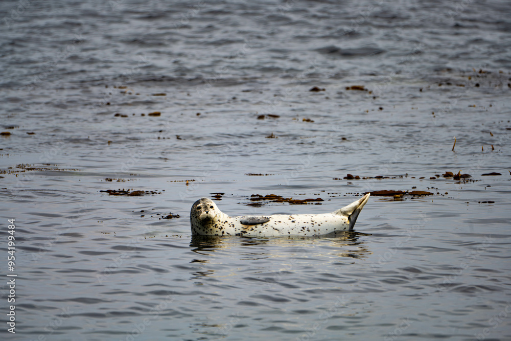 Fototapeta premium アザラシ