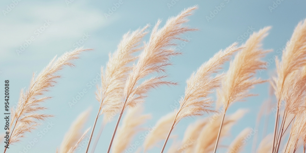 Pampas grass sways gently in the wind under a clear blue sky, creating a serene and picturesque natural scene. Pampas grass sways gently in the wind under a clear blue sky, creating a serene and picturesque natural scene.