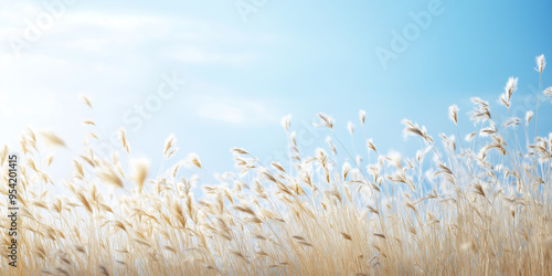 Pampas grass sways gently in the wind under a clear blue sky, creating a serene and picturesque natural scene.