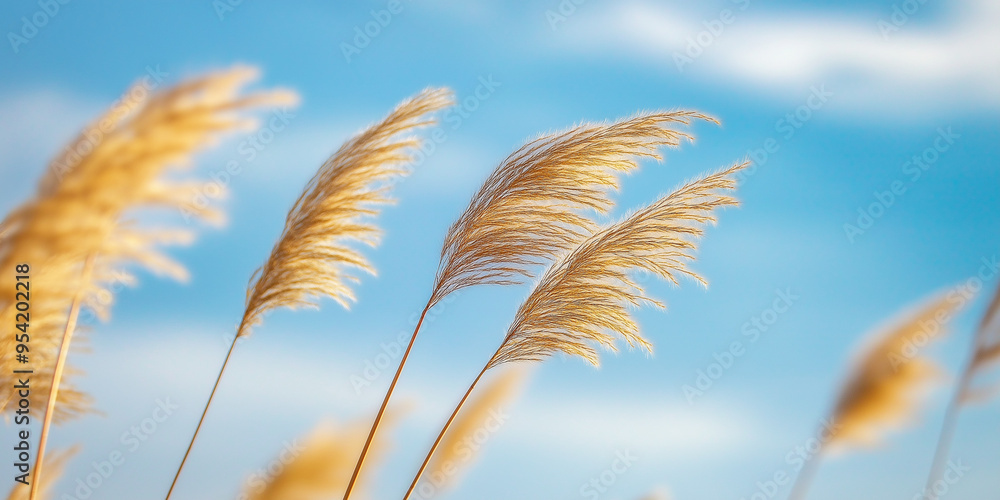 Pampas grass sways gently in the wind under a clear blue sky, creating a serene and picturesque natural scene. Pampas grass sways gently in the wind under a clear blue sky, creating a serene and picturesque natural scene.