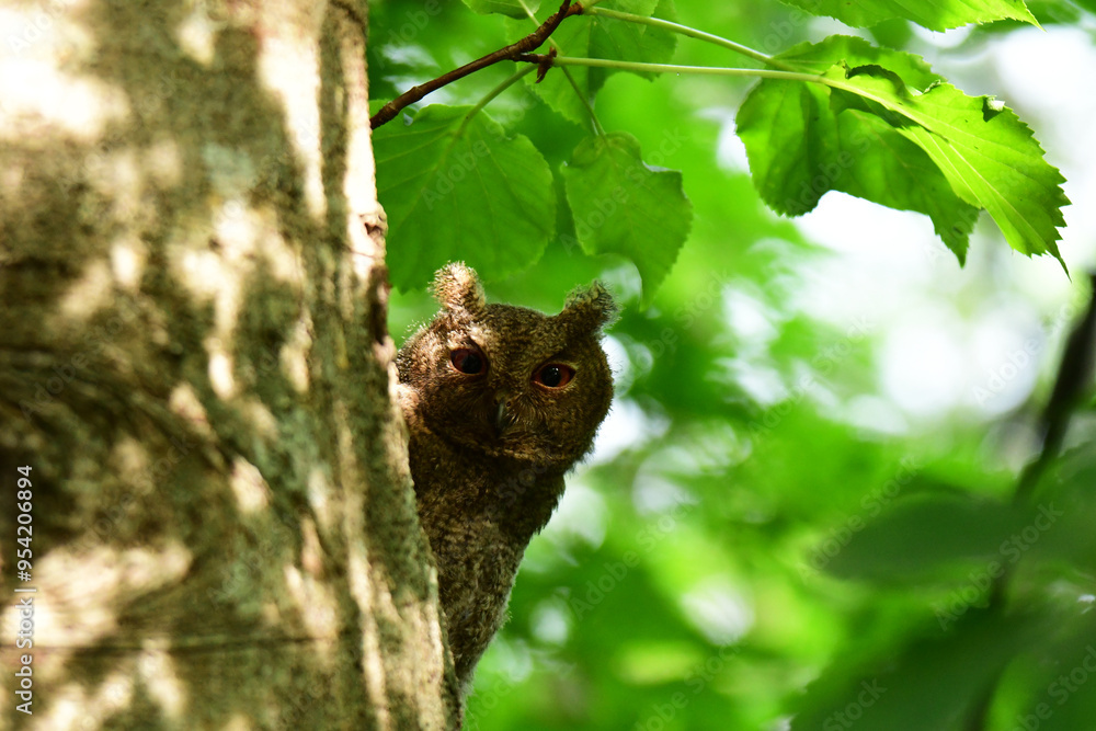 様子をうかがうオオコノハズクの幼鳥 様子をうかがうオオコノハズクの幼鳥