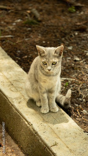 Gato Gris con Rayas Claras en Bordillo de Concreto