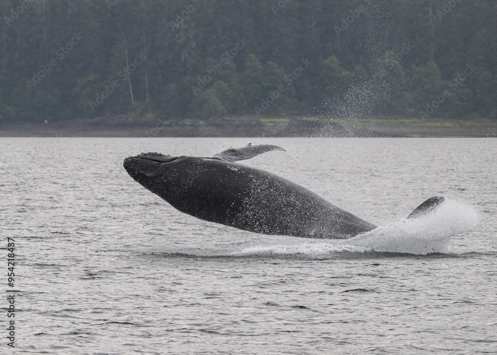Fototapeta premium Breaching Humpback Whale, Frederick Sound