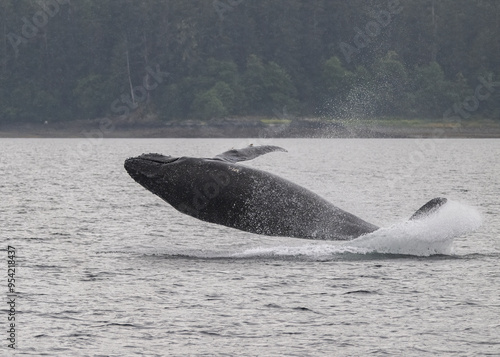 Breaching Humpback Whale, Frederick Sound photo