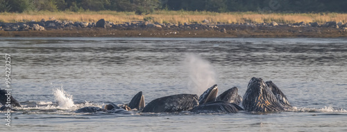 Humpback Whales Bubblenet Feeding, Frederick Sound photo