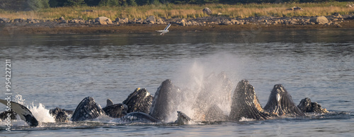 Humpback Whales Bubblenet Feeding, Frederick Sound photo