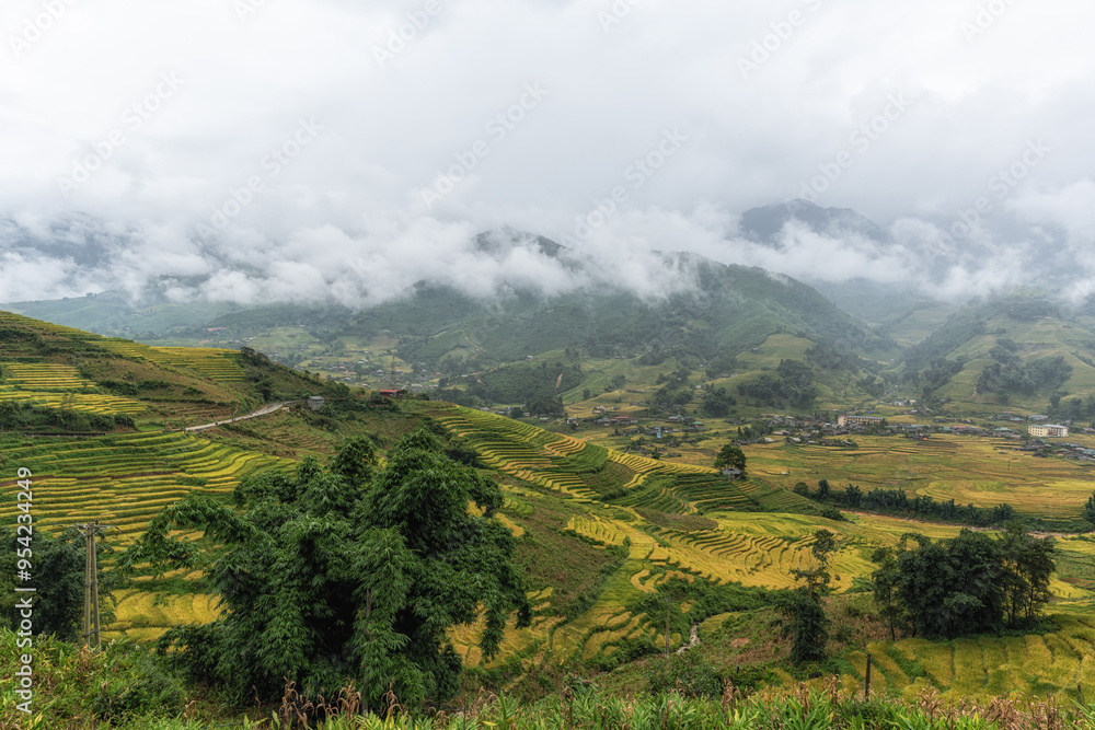 Sapa Rice Terrace Field Harvest