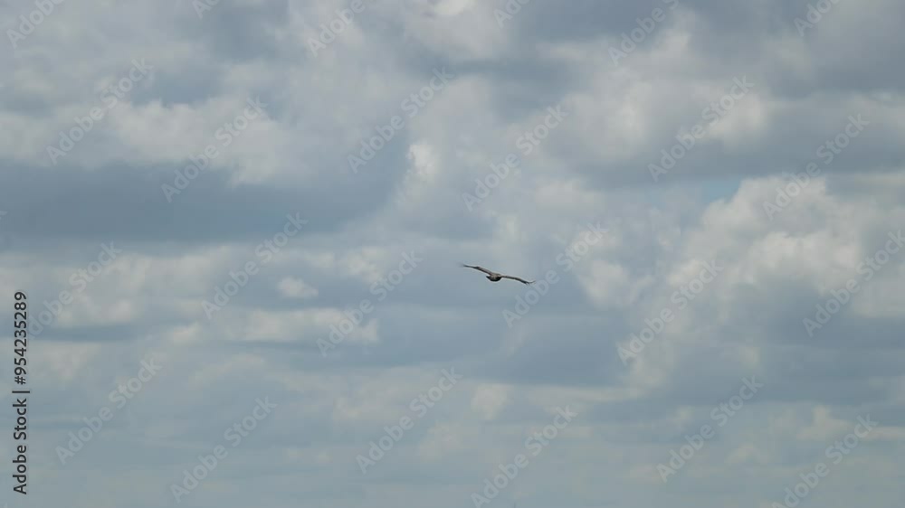 Vautour Moine Vautour Moine