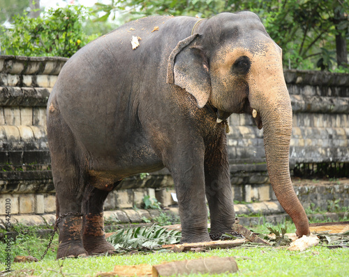 A asian tame elephant is eating jackfruit leaves and palmes . hungry, elephant close up, near dalada maligawa premise, Kandy photo