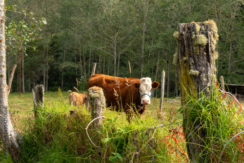 cow and calf Pomacochas Amazonas Perú photo