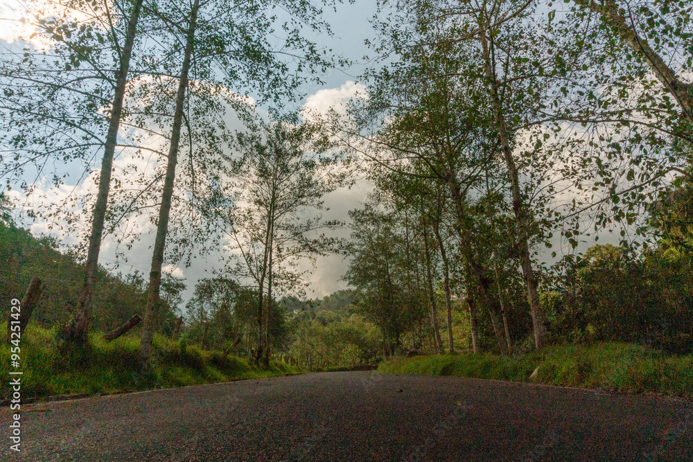 road in the forest Pomacochas Amazonas Perú road in the forest Pomacochas Amazonas Perú