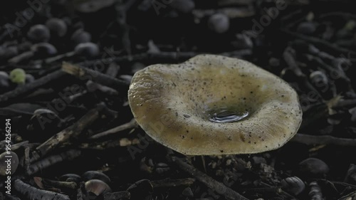 Tokyo, Japan - September 2, 2024: Lactarius scrobiculatus or the scrobiculate milk cap photo