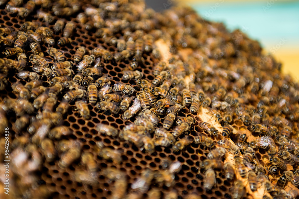 Close up view of the working bees on honeycells Close up view of the working bees on honeycells