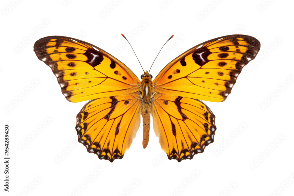 Black, white, red butterfly wings spread open. Suitable for nature, beauty, art, insect related designs, and vibrant creative projects Black, white, red butterfly wings spread open. Suitable for nature, beauty, art, insect related designs, and vibrant creative projects