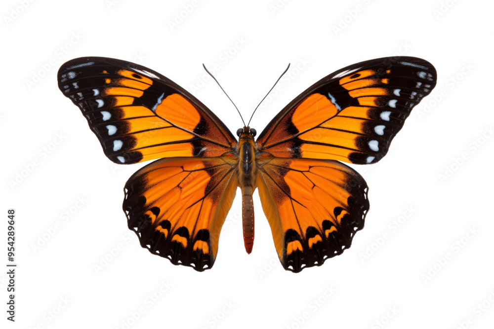 Black, white, red butterfly wings spread open. Suitable for nature, beauty, art, insect related designs, and vibrant creative projects Black, white, red butterfly wings spread open. Suitable for nature, beauty, art, insect related designs, and vibrant creative projects