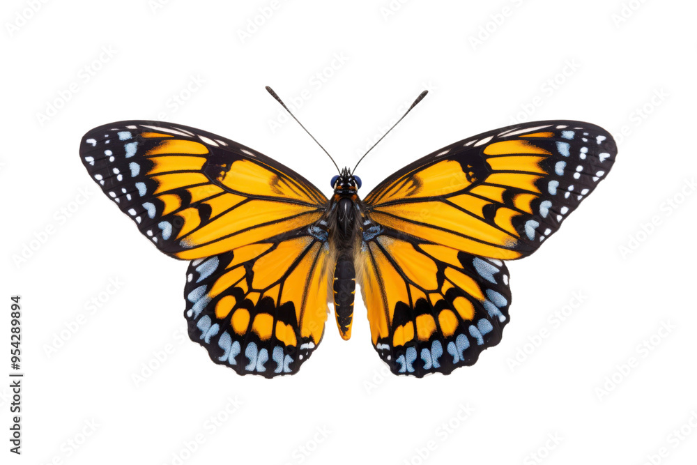 Fototapeta premium Black, white, red butterfly wings spread open. Suitable for nature, beauty, art, insect related designs, and vibrant creative projects