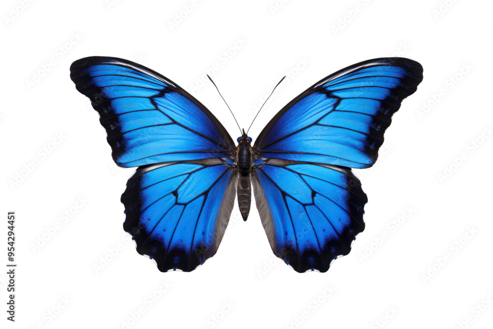 Black, white, red butterfly wings spread open. Suitable for nature, beauty, art, insect related designs, and vibrant creative projects Black, white, red butterfly wings spread open. Suitable for nature, beauty, art, insect related designs, and vibrant creative projects