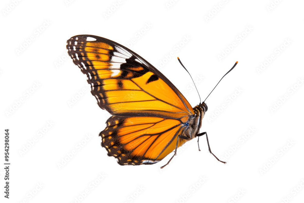 Fototapeta premium Black, white, red butterfly wings spread open. Suitable for nature, beauty, art, insect related designs, and vibrant creative projects