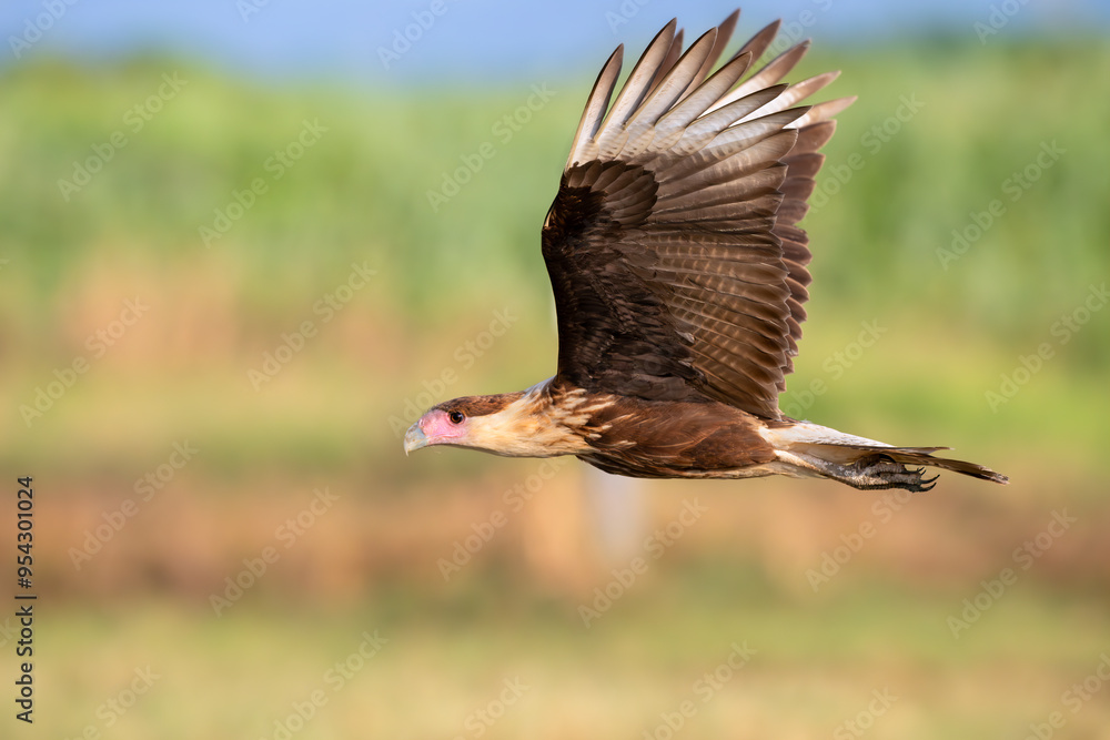 Obraz premium Northern crested caracara (Caracara cheriway) flying over tidal marsh Galveston, Texas, USA
