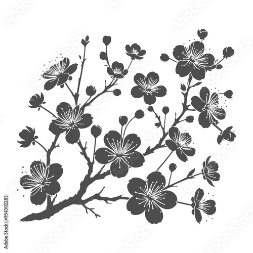 Silhouette of cherry blossom flower branch. Cherry blossom black vector art on isolated background. 