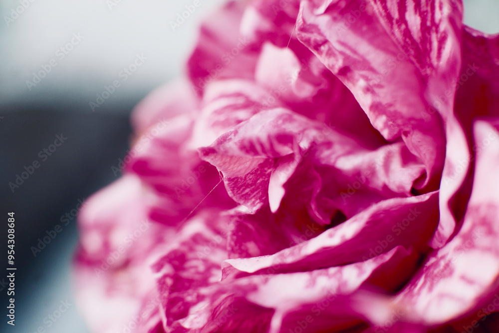 Macro Shot of Rose Petal Macro Shot of Rose Petal