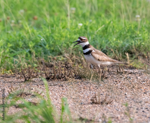 Killdeer (Chardarius vociferus) icalling for baby n the field, Texas, USA. Resoft Park