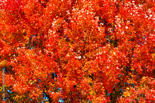 Orange autumn leaves background. Autumn nature. Seasonal tree backdrop. Autumn leaves orange background. Natural beauty. Fall season of change leaves. Fall foliage
