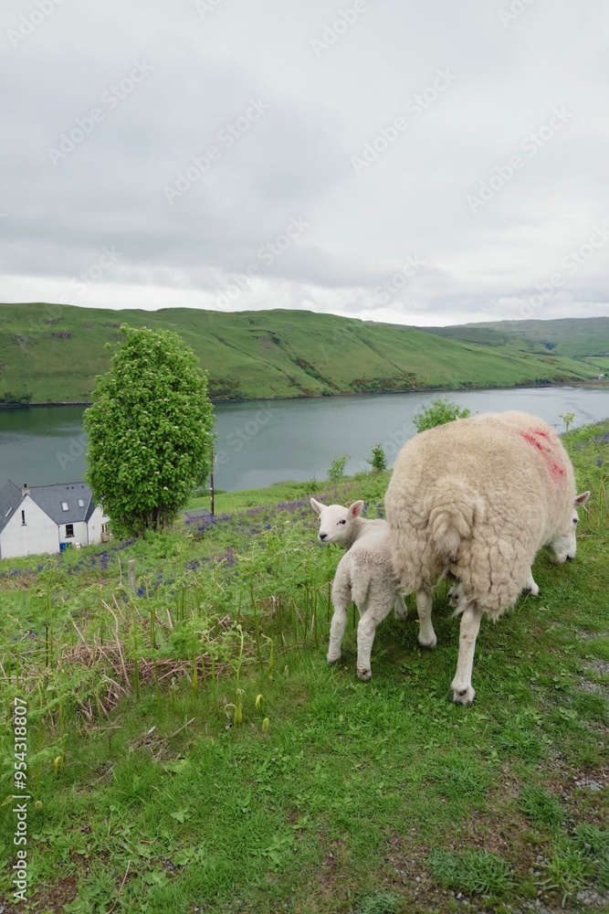 Obraz premium lamb with its mom 