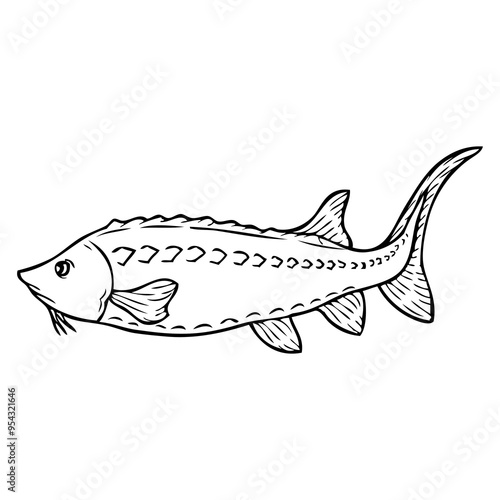 sturgeon fish sketch vector illustration photo