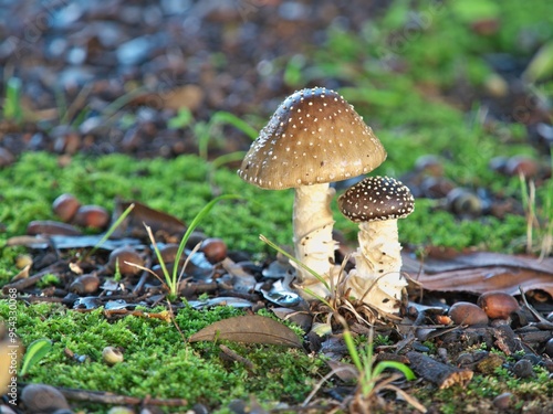 Tokyo, Japan - September 2, 2024: Closeup of panther cap or false blusher or Amanita pantherina
 photo