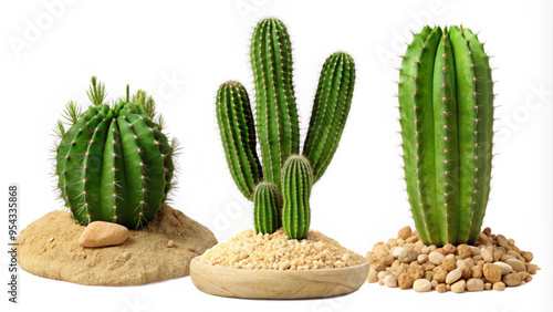 Three Varieties of Cacti on Desert Terrain for Botanical Designs