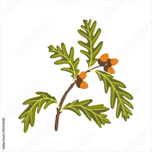 vector drawing tree branch of white oak with green leaves and acorns isolated at white background, Quercus alba, hand drawn illustration