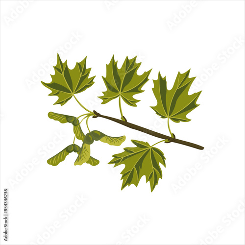 vector drawing sugar maple, tree branch with green leaves and seeds, Acer saccharum isolated at white background, hand drawn illustration