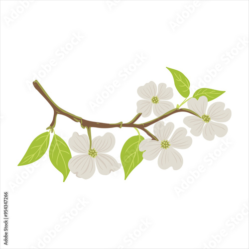 vector drawing flowering dogwood , tree branch with green leaves and flowers, Cornus florida isolated at white background, hand drawn illustration