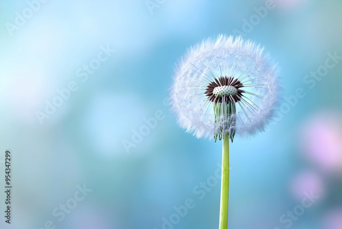 Wallpaper Mural Dandelion Seed Head Closeup on Blue Background Torontodigital.ca