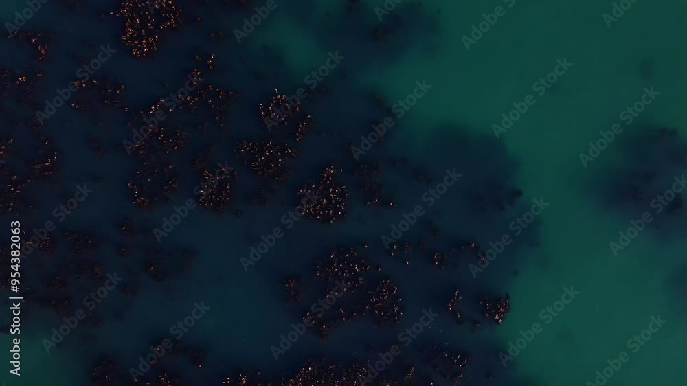 Cinematic drone clip of kelp zooming out to show murky green ocean water and the kelp above the surface and the kelp beneath the surface Cinematic drone clip of kelp zooming out to show murky green ocean water and the kelp above the surface and the kelp beneath the surface