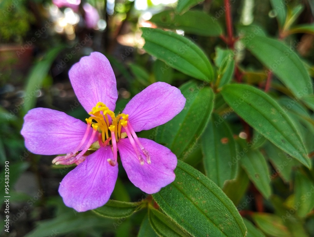Melastoma malabathricumor senduduk flower Melastoma malabathricumor senduduk flower