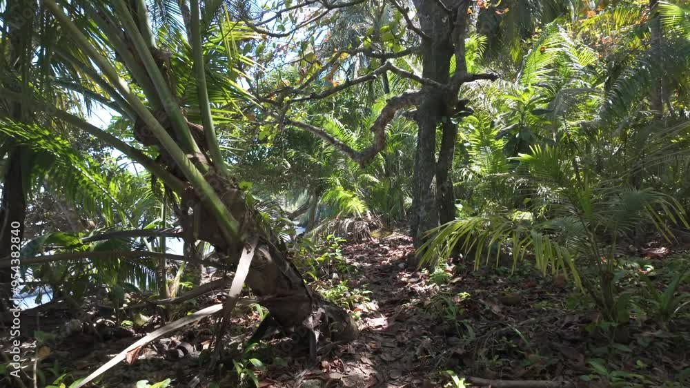 Dense tropical forest trail under bright sunlight, surrounded by lush greenery and tall trees Dense tropical forest trail under bright sunlight, surrounded by lush greenery and tall trees