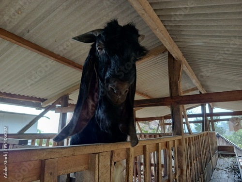 Etawa goat farming traditionally in mountainous areas photo