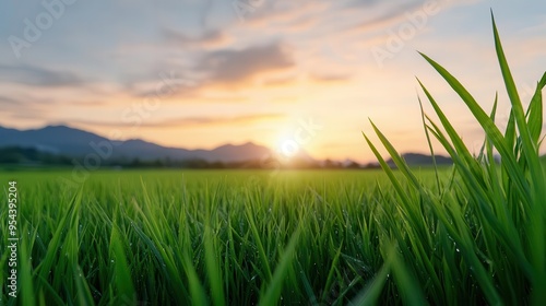 Breathtaking sunset over lush green fields, highlighting the beauty of nature and tranquility in a serene landscape.